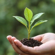 Mână care ține o plantă verde, simbolizând calitatea și puritatea ingredientelor naturale.