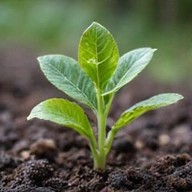 O plantă unică, puternică, sănătoasă care crește dintr-un sol fertil.